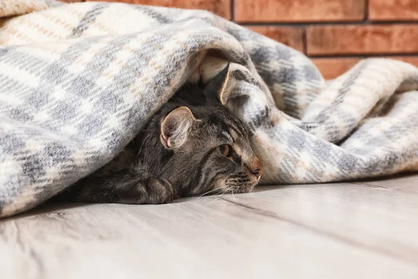 Gato Bonito Com Cobertor Chão Casa Inverno Quente Acolhedor — Fotografia de Stock