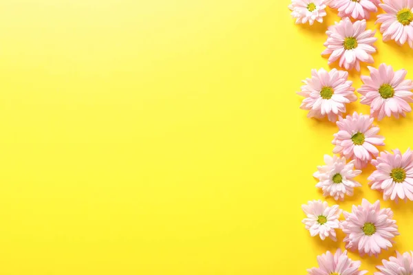 Hermosas Flores Manzanilla Sobre Fondo Color Disposición Plana Con Espacio — Foto de Stock