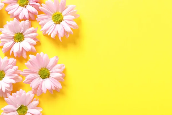 Hermosas Flores Manzanilla Sobre Fondo Color Disposición Plana Con Espacio — Foto de Stock