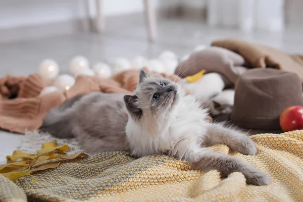 Söt Katt Med Stickad Filt Golvet Hemma Varm Och Mysig — Stockfoto