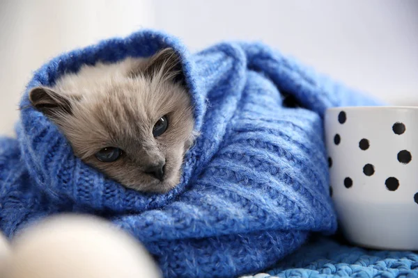 Χαριτωμένο Γάτα Πλεκτά Πουλόβερ Ξαπλωμένο Στο Πάτωμα Στο Σπίτι Ζεστό — Φωτογραφία Αρχείου