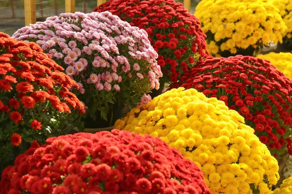 Pohled Čerstvé Krásné Barevné Chrysanthemum Květiny — Stock fotografie