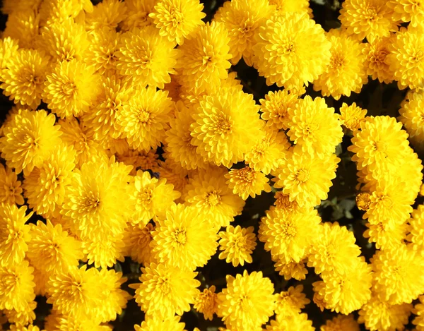 Mooi Vers Boeket Van Kleurrijke Chrysant Bloemen — Stockfoto