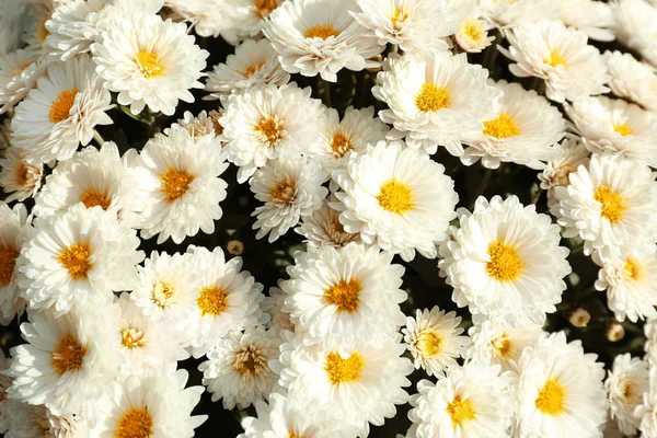 Красивий Свіжий Букет Різнокольорових Квітів Хризантеми — стокове фото