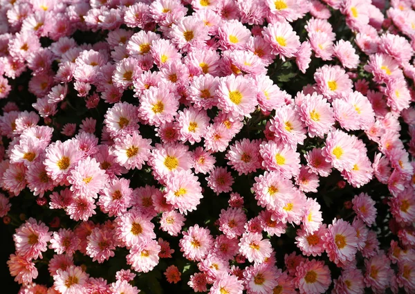 五颜六色的菊花的美丽的新鲜花束 — 图库照片