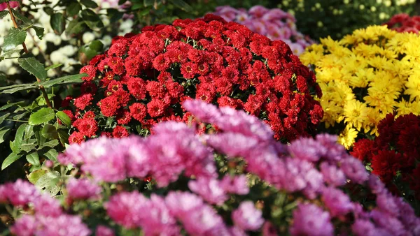 Blick Auf Frische Schöne Bunte Chrysanthemenblüten — Stockfoto
