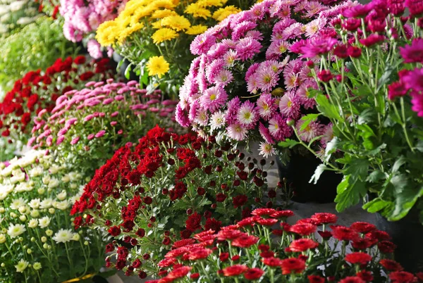 新鮮な美しいカラフルな菊の花観 — ストック写真