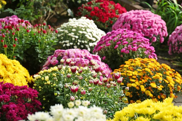 Kilátás Friss Gyönyörű Színes Krizantém Virág Szabadban — Stock Fotó