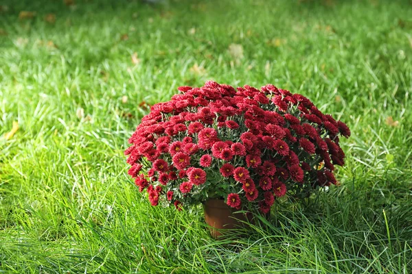 Hermosas Flores Crisantemo Colores Sobre Hierba Verde — Foto de Stock