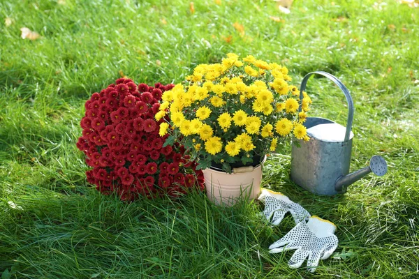 Όμορφη Πολύχρωμα Χρυσάνθεμο Λουλούδια Και Ποτιστηρι Για Την Πράσινη Χλόη — Φωτογραφία Αρχείου