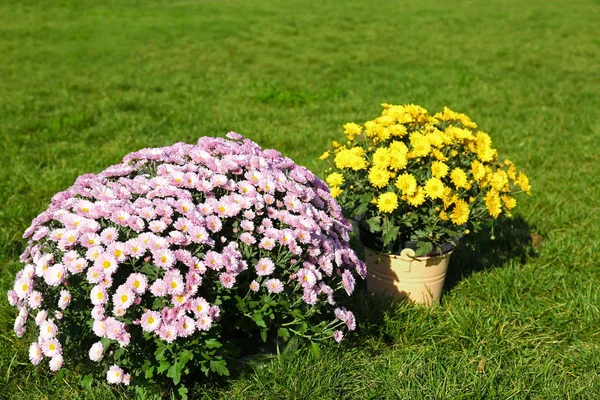 Hermosas Flores Crisantemo Colores Sobre Hierba Verde —  Fotos de Stock