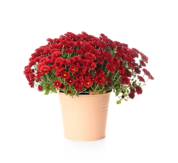 Kruka Med Vackra Färgglada Krysantemum Blommor Vit Bakgrund — Stockfoto