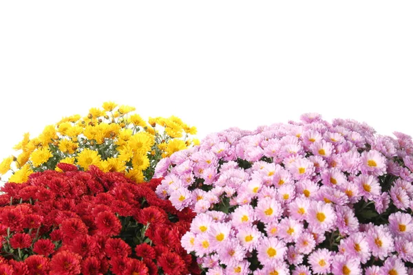 Красивые Букеты Разноцветных Цветов Хризантемы Белом Фоне — стоковое фото