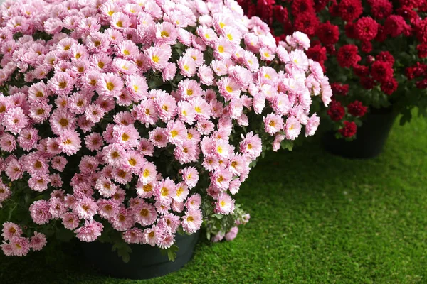 Schöne Rosa Chrysanthemenblüten Auf Kunstrasen — Stockfoto