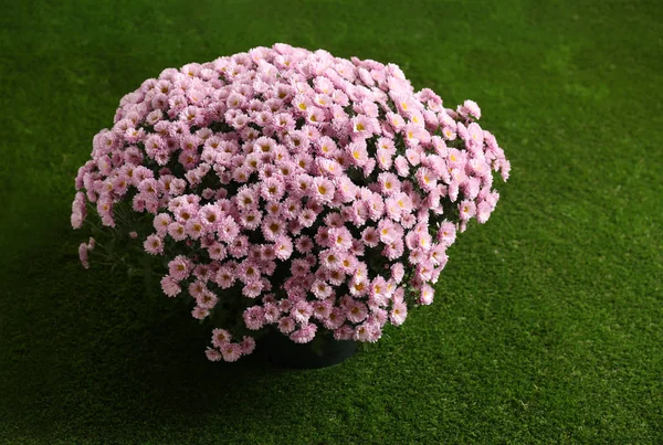 Bellissimi Fiori Crisantemo Rosa Sul Tappeto Erboso Artificiale — Foto Stock