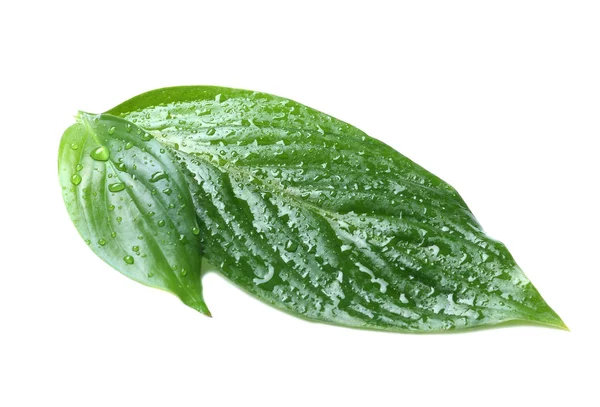 Gröna Blad Med Vattendroppar Isolerad Vit — Stockfoto
