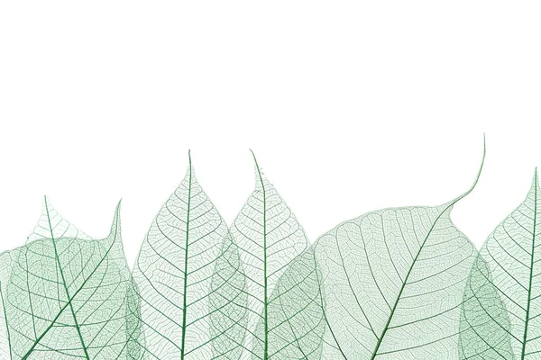 美しい装飾的なスケルトンの葉と白の背景上のテキストのためのスペース — ストック写真