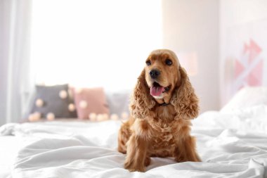 Cocker Spaniel köpek evde yatakta. Sıcak ve rahat kış