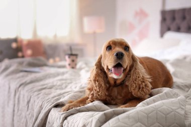 Cocker Spaniel köpek evde yatakta. Sıcak ve rahat kış
