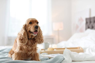 Cocker Spaniel köpek evde yatakta sıcak battaniye ile. Sıcacık kış