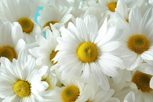 Ramo Hermosas Flores Manzanilla Como Fondo Primer Plano — Foto de Stock