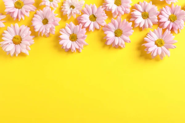 Hermosas Flores Manzanilla Sobre Fondo Color Disposición Plana Con Espacio — Foto de Stock