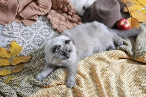 집에서 바닥에 담요와 귀여운 고양이 따뜻하고 아늑한 — 스톡 사진