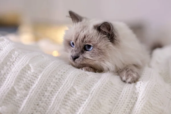 Lindo Gato Acostado Una Manta Punto Casa Invierno Cálido Acogedor — Foto de Stock