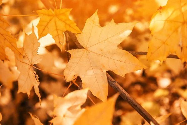 Ljusa Blad Suddig Bakgrund Utomhus Höstdag — Stockfoto