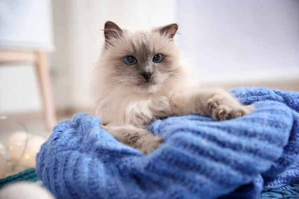 Gato Bonito Com Camisola Malha Deitado Chão Casa Inverno Quente — Fotografia de Stock