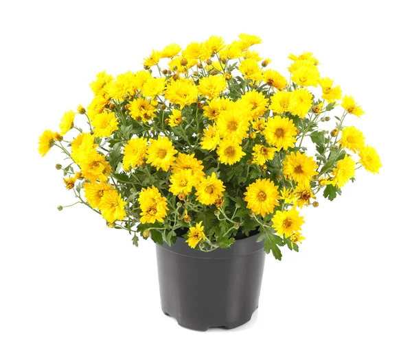 Belles Fleurs Chrysanthème Pot Sur Fond Blanc — Photo