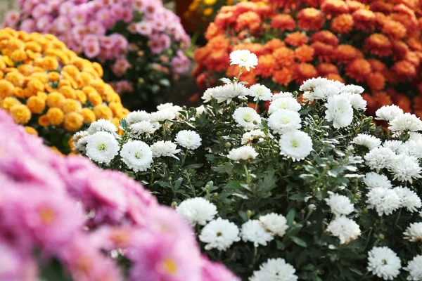 Vue Belles Fleurs Chrysanthème Colorées Fraîches — Photo