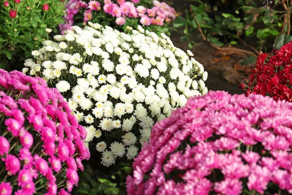 Pohled Čerstvé Krásné Barevné Chrysanthemum Květiny — Stock fotografie