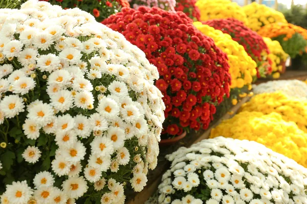 Δείτε Φρέσκο Χρυσάνθεμο Όμορφα Πολύχρωμα Λουλούδια Εξωτερικούς Χώρους — Φωτογραφία Αρχείου