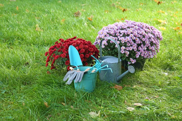 Beautiful Colorful Chrysanthemum Flowers Garden Tools Green Grass — Stock Photo, Image