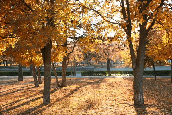 Осенний Городской Парк Опавшими Листьями Земле — стоковое фото