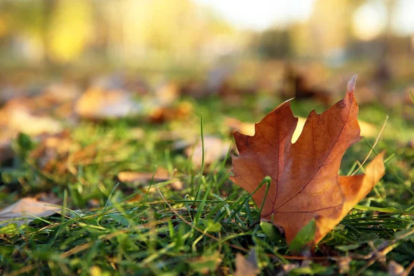 Höst Löv Grönt Gräs Parken Utrymme För Text — Stockfoto