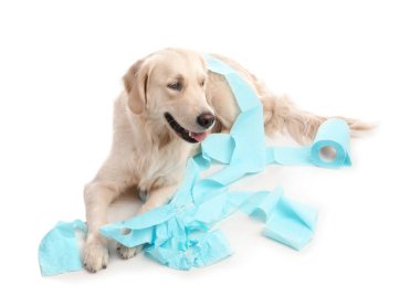 Beyaz arka plan üzerinde rulo tuvalet kağıdı ile oynayan sevimli köpek