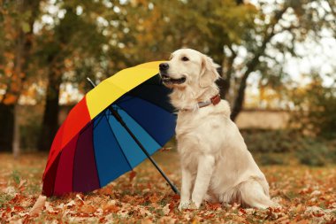 Güzel sonbahar park şemsiyesi altında komik Labrador geri almak