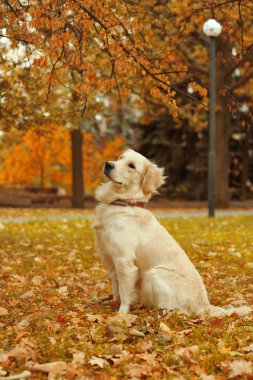 Güzel sonbahar Park komik labrador geri almak