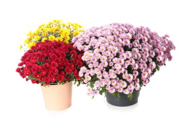 Pots with beautiful colorful chrysanthemum flowers on white background clipart
