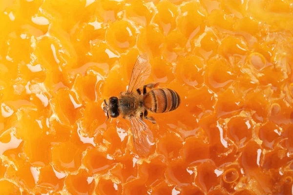 Mooie Bijen Honingraat Close Gedomesticeerde Insect — Stockfoto