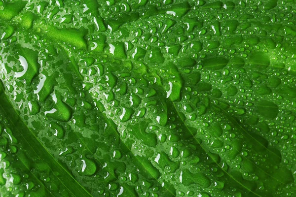 Macro View Water Drops Green Leaf — Stock Photo, Image