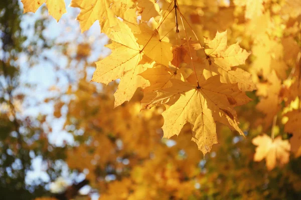 Vista Ramas Árboles Con Hojas Otoño Parque — Foto de Stock