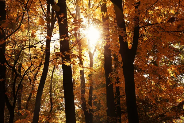 明るい木漏れ日公園の紅葉の眺め — ストック写真