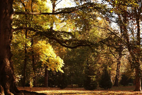 바닥에 나뭇잎과 다운가 공원의 — 스톡 사진