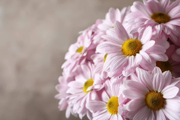 Hermosas Flores Manzanilla Sobre Fondo Color Primer Plano Espacio Para — Foto de Stock