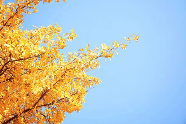 Tree Golden Leaves Blue Sky Autumn Sunny Day — Stock Photo, Image