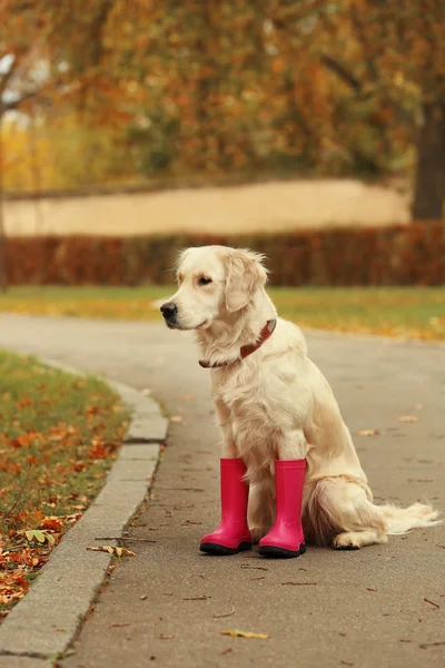 Funny Labrador Retriever Wearing Rubber Boots Beautiful Autumn Park — Stock Photo, Image