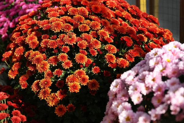 Δείτε Φρέσκο Χρυσάνθεμο Όμορφα Πολύχρωμα Λουλούδια — Φωτογραφία Αρχείου